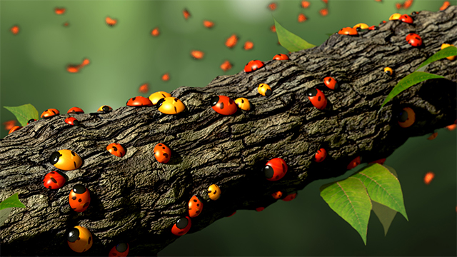 ladybugs